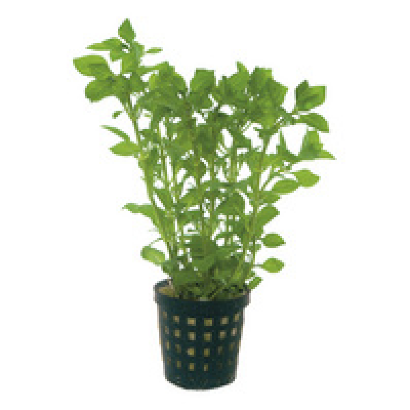 6x Ludwigia Palustris green